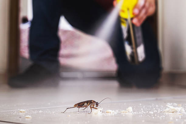 Trusted Benwood, WV Pest Control Experts