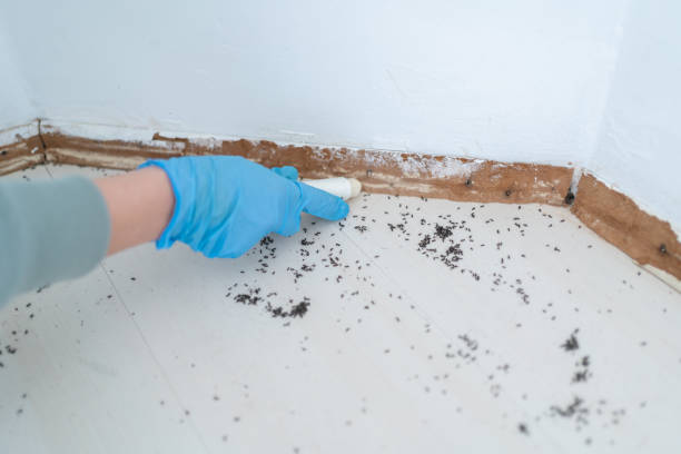 Best Residential Pest Control  in Benwood, WV